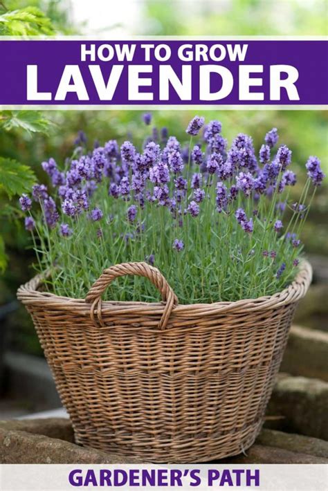 How To Plant And Grow Lavender Gardeners Path