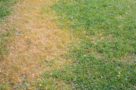 Yellow Lawn Problems How To Fix Your Yellow Lawn