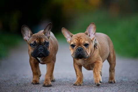 Do French Bulldogs Need A Lot Of Attention