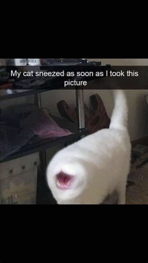 Pin By Zphniah On Cursed Do Not Open Cat Sneezing Sneezing Picture