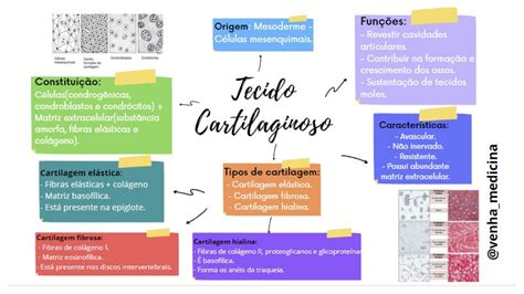 Tecido Cartilaginoso Mapa Mental Histologia Geral Porn Sex Picture