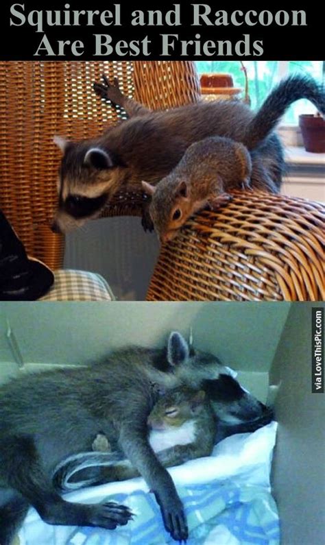 Squirrel And Raccoon Are Best Friends Pictures Photos