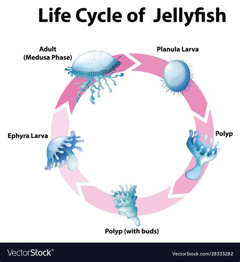 Diagram Showing Life Cycle Jellyfish Royalty Free Vector