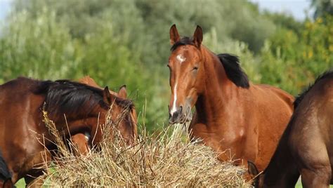 Herd Of Horses Eating Hay Stock Footage Video 7353481 Shutterstock