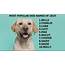 The Top 10 Most Popular Dog Names Of 2019  Wcnccom