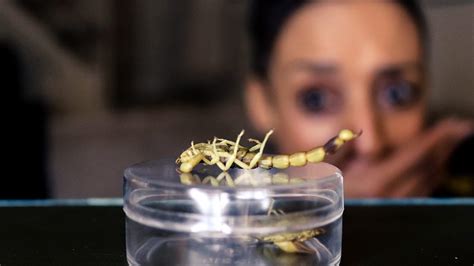 Bbc Radio 1 Radio 1 Stories Grubs Up Eating Insects For One Week