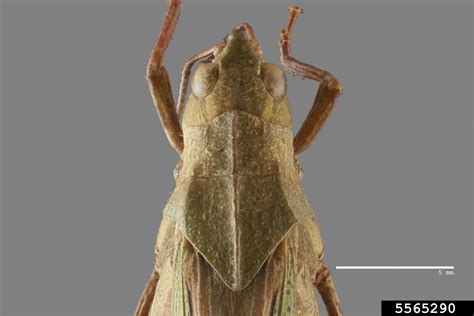Greenstriped Grasshopper Chortophaga Viridifasciata Orthoptera Acrididae 5565290