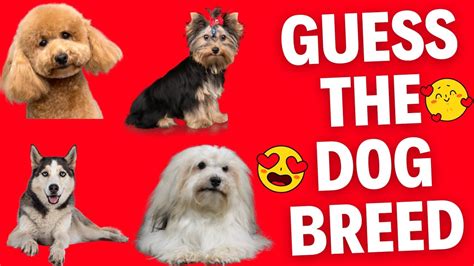 Guess The Dog Breed Test Your Canine Knowledge And Guess The Breeds