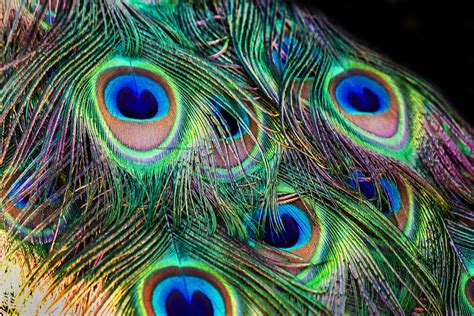 beautiful peacock feathers images peacock photos peacock peacock feather art