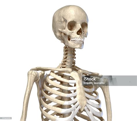 Human Anatomy Skeletal System Of The Torso Front Perspective View Stock