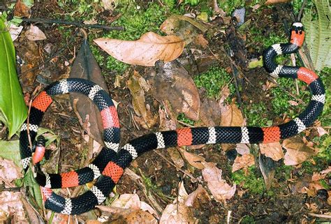 South American Coral Snake Photograph By Dr Morley Readscience Photo