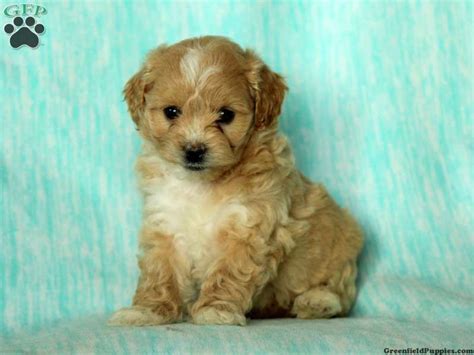Gloria Peekapoo Puppy For Sale In Pennsylvania Puppies Peek A Poo