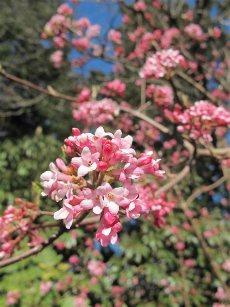 Viburnum X Bodnantense ‘pink Dawn Plants Direct Victoria Bc