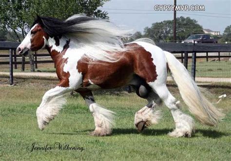 Gypsy Vanner Horses For Sale Stallion Bay And White Dazzling