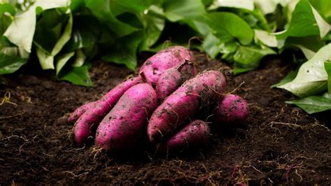 How To Grow Japanese Sweet Potatoes From The Chunks Decorate Times