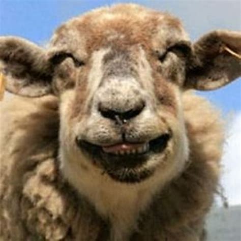 Funny Images Of Animals Smiling 20 Most Funniest Animal Face Pictures