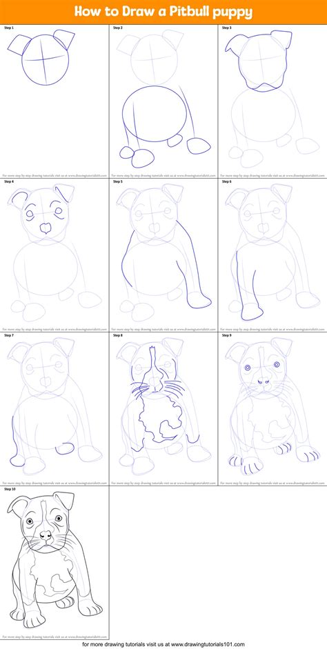 How To Draw A Pitbull Puppy Printable Step By Step Drawing Sheet