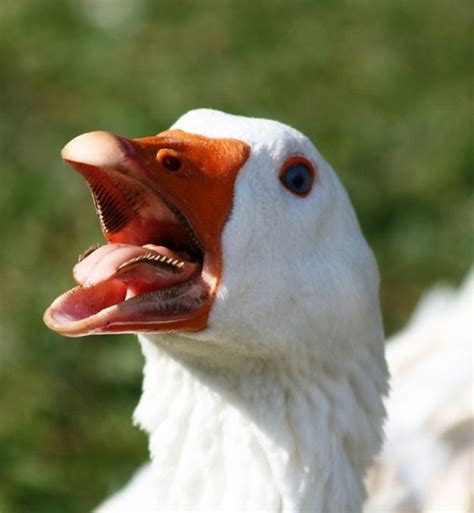 Do Ducks Use Tongues To Pick Up Food To Eat