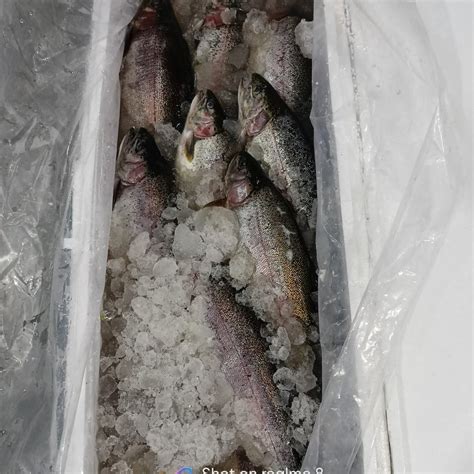 Himalayan Rainbow Trout Fish At Rs 550kg Dehradun Id 26172693662