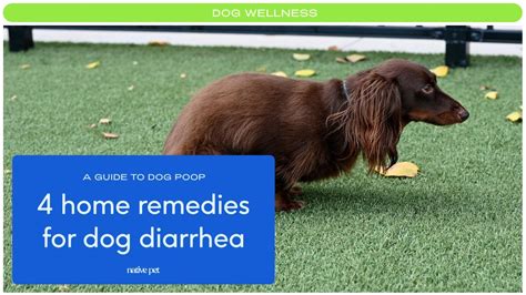 How To Treat Diarrhea In Dogs Naturally Youtube