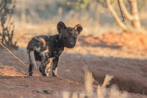 13 Wild Dog Pups Born At Kalahari Reserve Africa Geographic