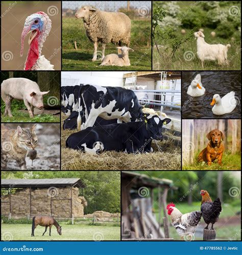 Domestic Animals Stock Photo Image Of Countryside Fowl 47785562