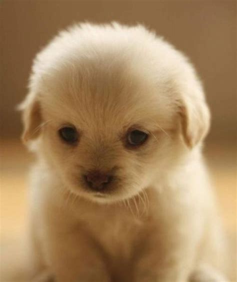 Baby Puppytoo Cute Xoxox Too Precious For Words