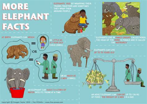 Elephant Facts The Powes