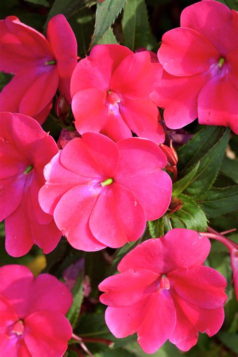 Impatiens Sunpatiens Compact Blush Pink Andsakimp013andpbr Sunpatiens