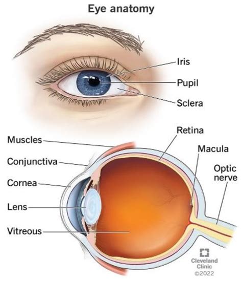 Anatomical Structure Of The Eye Source Clevelandclinic 2022