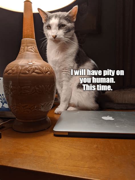 This Time Lolcats Lol Cat Memes Funny Cats Funny Cat