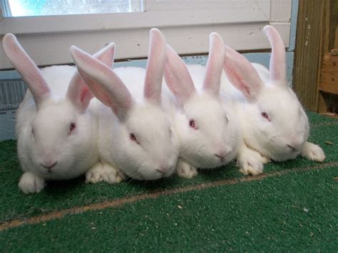 New Zealand Male Rabbits Available In Forney Texas Usa Rabbit Breeders