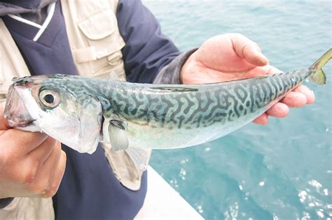 マサバのさばき方 釣魚図鑑（特徴・仕掛け・さばき方） Honda釣り倶楽部 Honda公式サイト