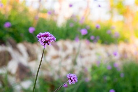 Premium Photo Verbena Purple Flower Closeup