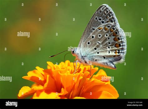Common Blue Butterfly On Marigold Flower Stock Photo Alamy