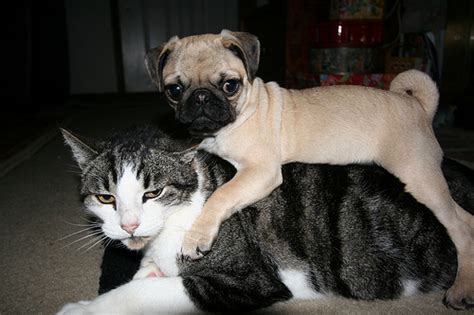 I love all animals, especially cats and dogs. 10 Dog Breeds That are Good With Cat | Pets World