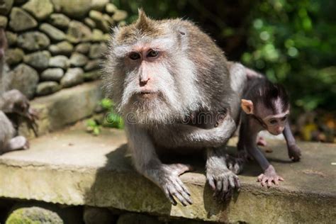 Ubud Mokey Forest Indian Macaque Monkeys With Baby Stock Image