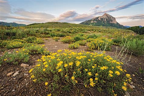 A Guide To Colorados Spectacular Wildflower Season 5280