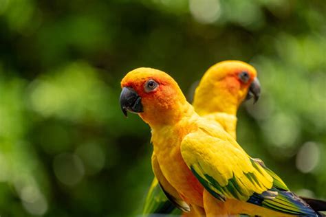 Yellow Parrot Images Browse 302 Stock Photos Vectors And Video