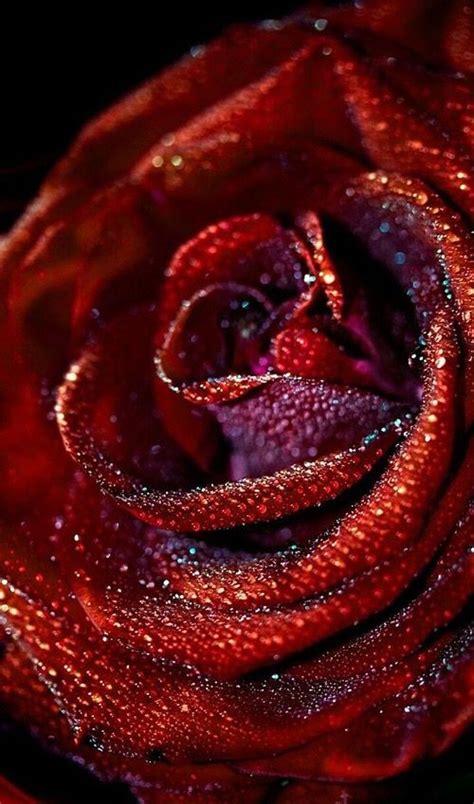 Red Rose Rose Live Wallpapers Beautiful Live Wallpaper