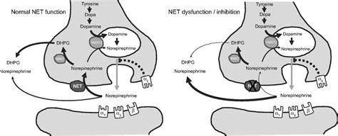 Norepinephrine transporter function and human cardiovascular disease