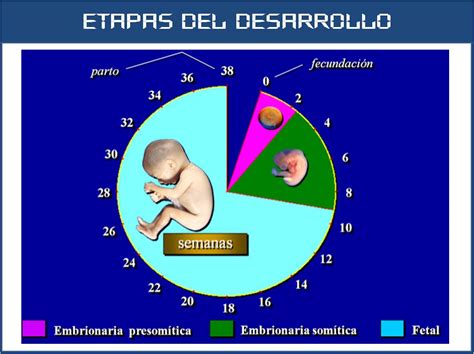 Sos Embriologia Humana Octubre 2015