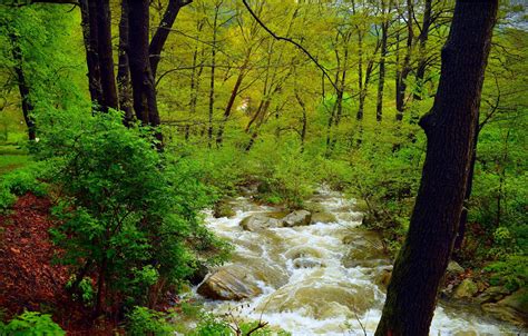 Wallpaper Greens Nature Stream Spring Trees River Forest Stones