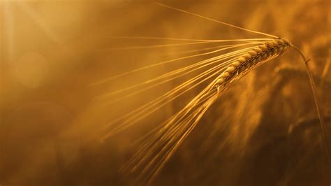 Macro Sunlight Wheat Wallpapers Hd Desktop And Mobile Backgrounds