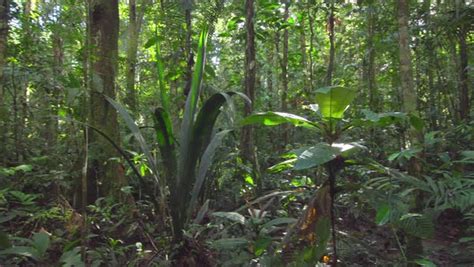 Panning Shot Of Tropical Rainforest Understory Vegetation Amazon