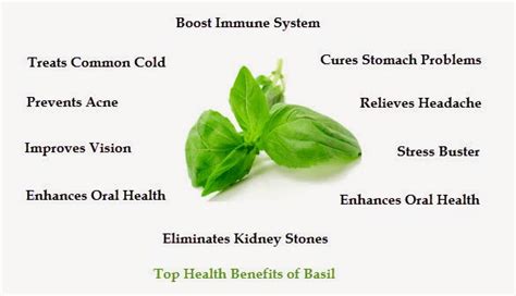 Top 10 Health Benefits Of Basil ~ Mzizi Mkavu