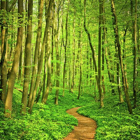 Forest Path By Nikada