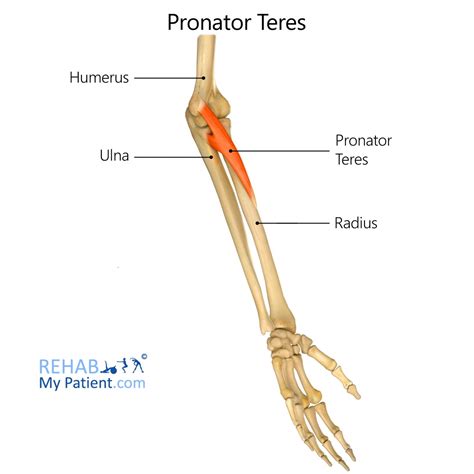 Pronator Teres Rehab My Patient