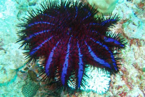 The Crown Of Thorns Sea Star Whats That Fish