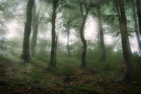 Mystical Forest On A Mountainside In Heavy Fog Stock Image Image Of
